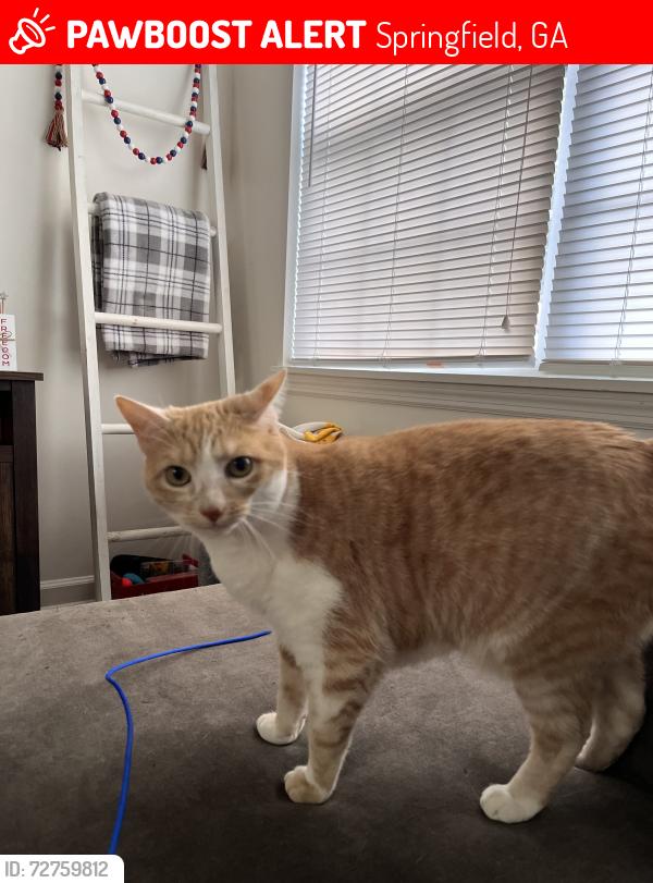 Lost Female Cat last seen Old Dixie Hwy and Silver Hill Church Rd, Springfield, GA 31329