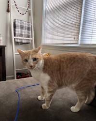 Lost Female Cat last seen Old Dixie Hwy and Silver Hill Church Rd, Springfield, GA 31329