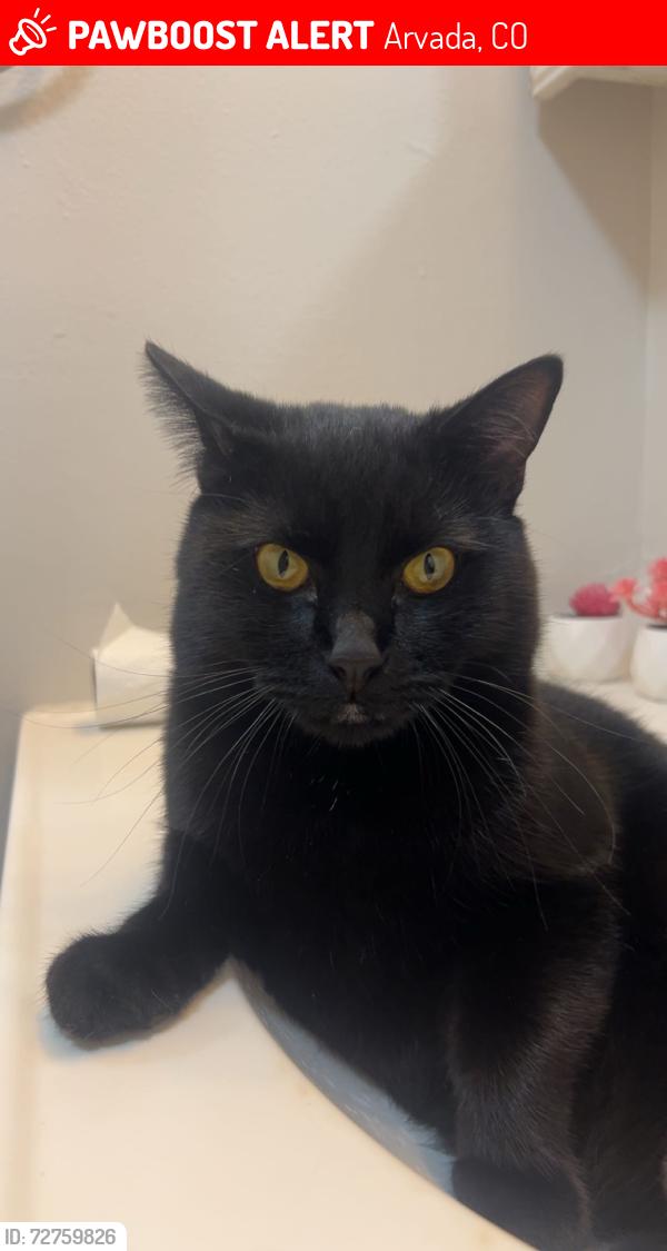 Lost Male Cat last seen 59th & Kipling , Arvada, CO 80004