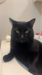 Lost Male Cat last seen 59th & Kipling , Arvada, CO 80004