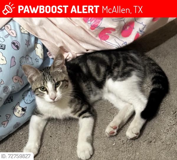 Lost Male Cat last seen Idea McAllen , McAllen, TX 78501