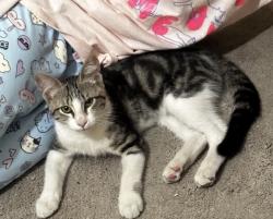 Lost Male Cat last seen Idea McAllen , McAllen, TX 78501