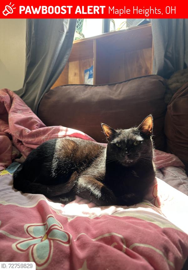 Lost Male Cat last seen j, Maple Heights, OH 44137