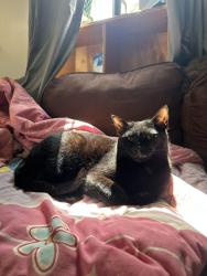 Lost Male Cat last seen j, Maple Heights, OH 44137