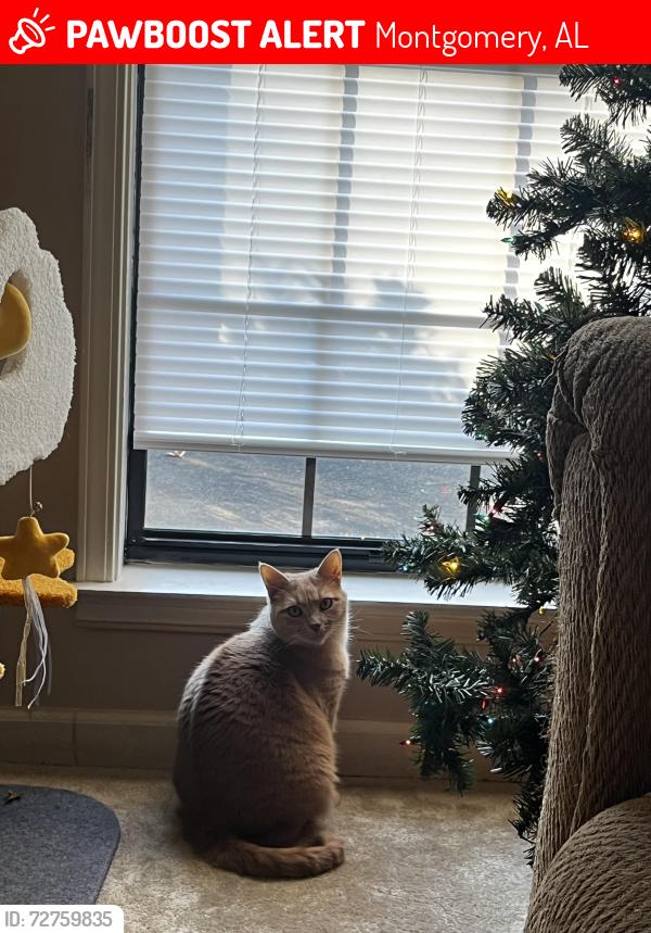 Lost Female Cat last seen Hillabee court , Montgomery, AL 36117