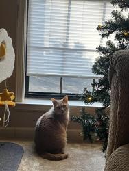 Lost Female Cat last seen Hillabee court , Montgomery, AL 36117
