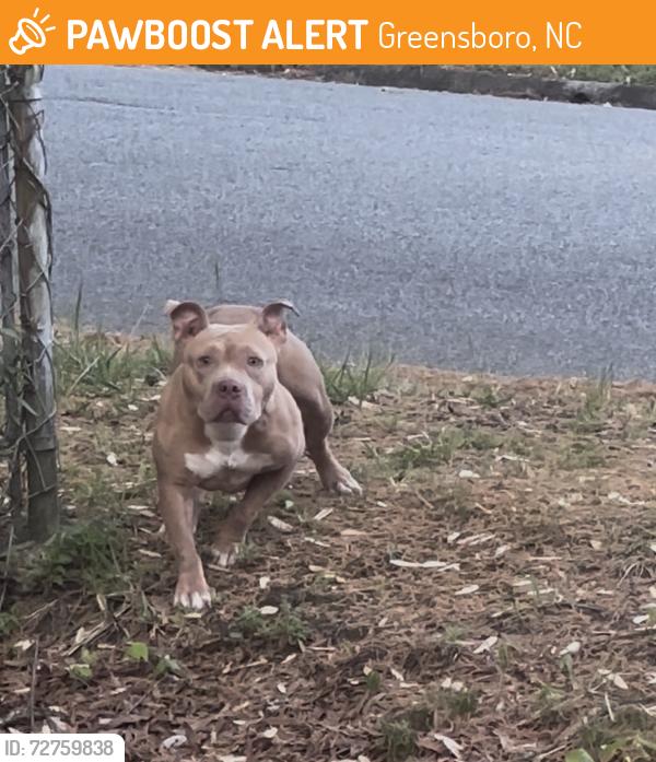 Found/Stray Unknown Dog last seen Burbank Street & Julain Street, Greensboro, NC 27406