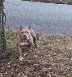 Found/Stray Unknown Dog last seen Burbank Street & Julain Street, Greensboro, NC 27406