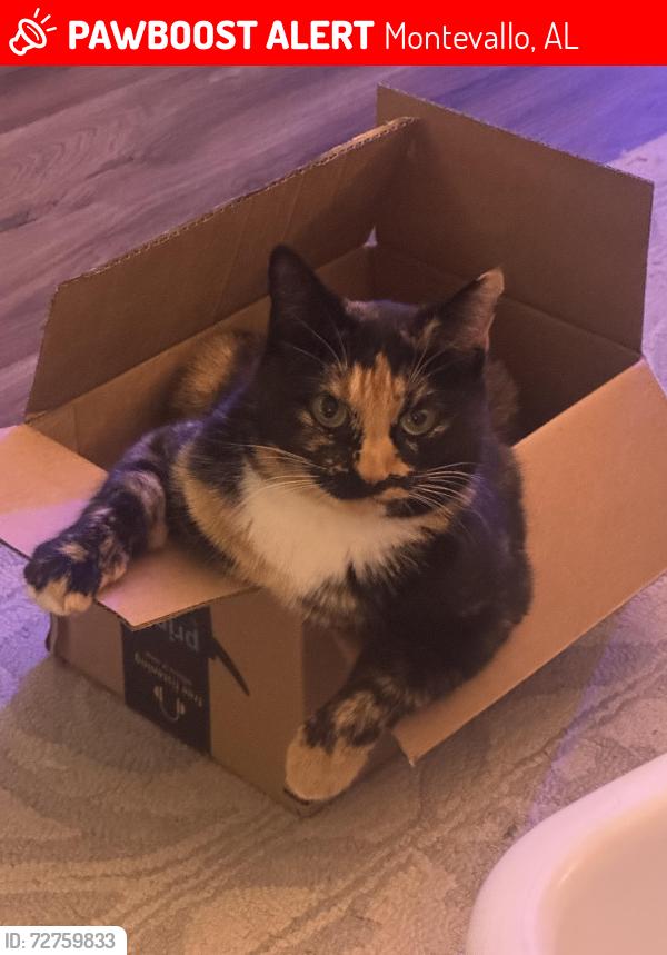 Lost Female Cat last seen Colonial Oaks Subdivision, Montevallo, AL 35115