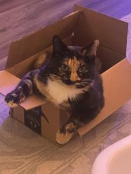 Lost Female Cat last seen Colonial Oaks Subdivision, Montevallo, AL 35115