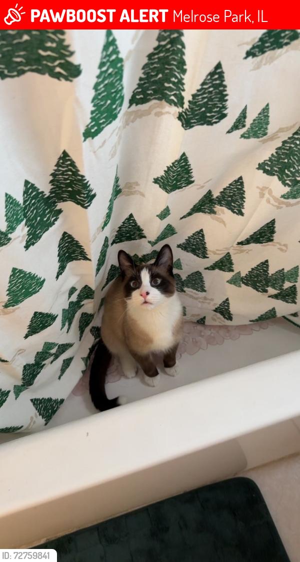 Lost Male Cat last seen 17th and Augusta , Melrose Park, IL 60160