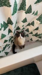 Lost Male Cat last seen 17th and Augusta , Melrose Park, IL 60160