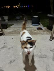 Found/Stray Unknown Cat last seen Old Burnt Store and Jacaranda , Cape Coral, FL 33993