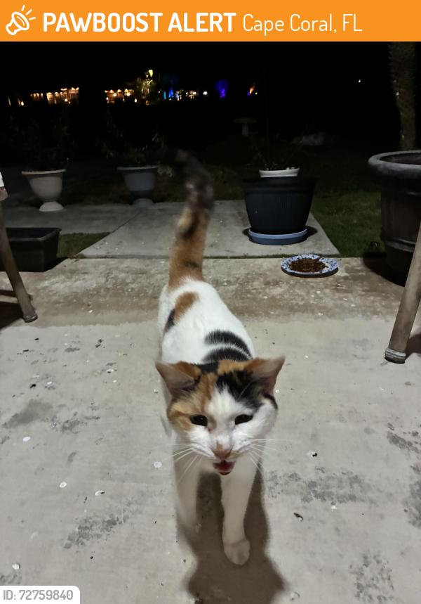 Found/Stray Unknown Cat last seen Old Burnt Store and Jacaranda , Cape Coral, FL 33993