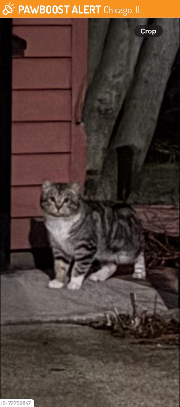 Found/Stray Unknown Cat last seen Logan Boulevard in Fairfield, Chicago, IL 60647