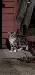 Found/Stray Unknown Cat last seen Logan Boulevard in Fairfield, Chicago, IL 60647