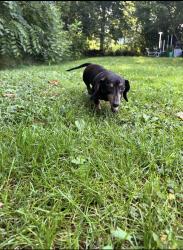Lost Female Dog last seen S Leonard Springs Rd and Fowler Rd, Bloomington, IN 47403