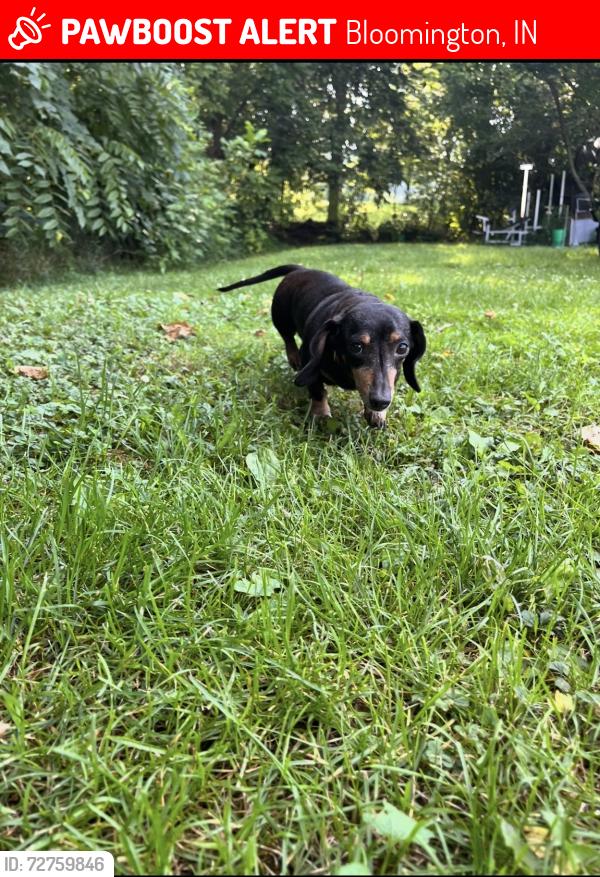 Lost Female Dog last seen S Leonard Springs Rd and Fowler Rd, Bloomington, IN 47403