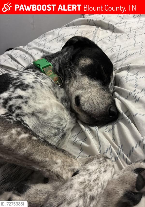 Lost Male Dog last seen Gillenwater Rd and Calderwood Hwy, Blount County, TN 37801