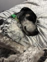 Lost Male Dog last seen Gillenwater Rd and Calderwood Hwy, Blount County, TN 37801