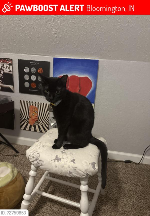 Lost Female Cat last seen Kroger, Bloomington, IN 47401