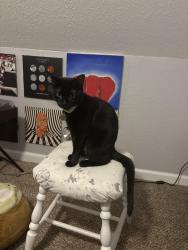 Lost Female Cat last seen Kroger, Bloomington, IN 47401