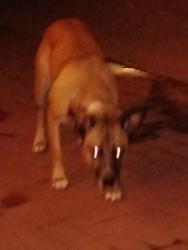 Found/Stray Female Dog last seen 7th street and hatcher, Phoenix, AZ 85020