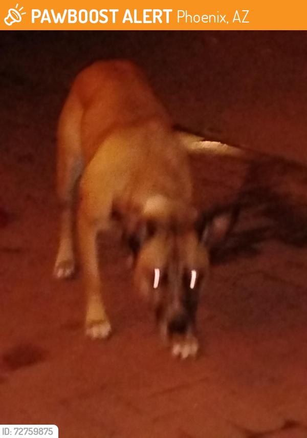 Found/Stray Female Dog last seen 7th street and hatcher, Phoenix, AZ 85020