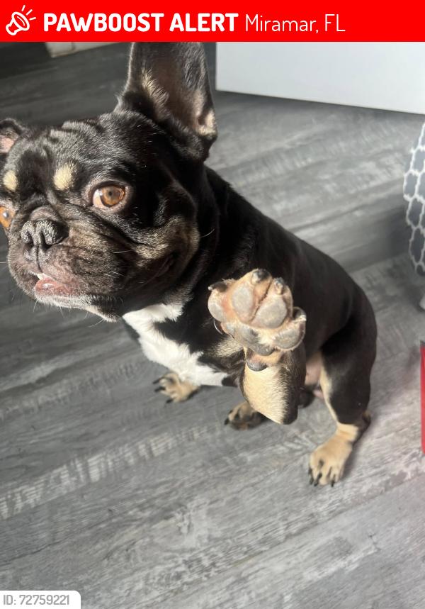 Lost Male Dog last seen Sunshine Elemtary School, Miramar, FL 33023