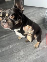Lost Male Dog last seen Sunshine Elemtary School, Miramar, FL 33023