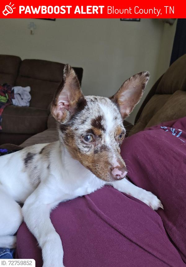 Lost Female Dog last seen Old clover hill road , Blount County, TN 37803