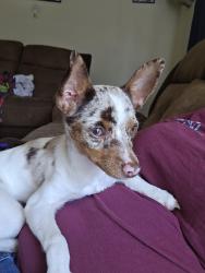 Lost Female Dog last seen Old clover hill road , Blount County, TN 37803