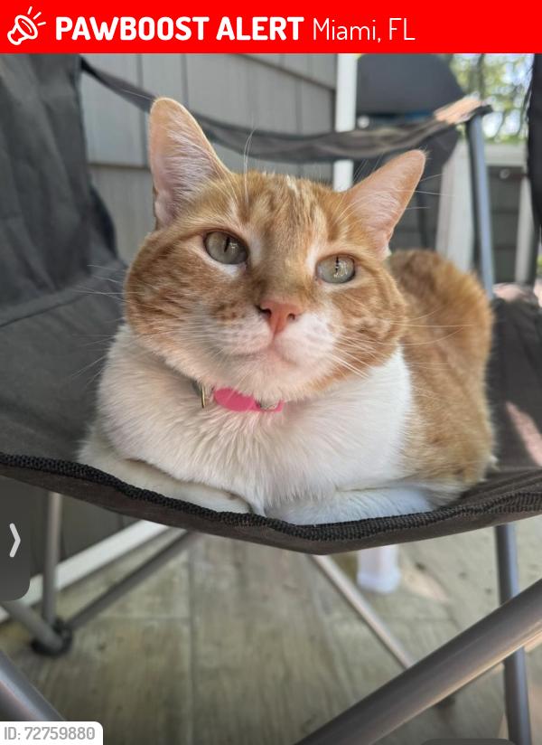 Lost Female Cat last seen Coral way & 101 st , Miami, FL 33165