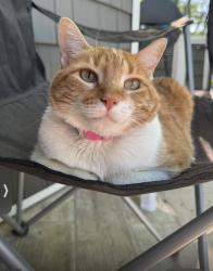 Lost Female Cat last seen Coral way & 101 st , Miami, FL 33165