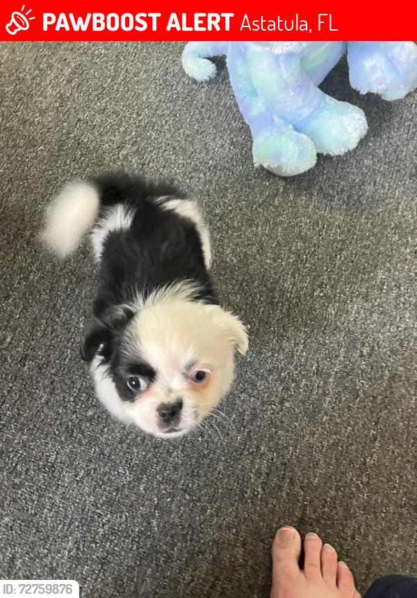 Lost Male Dog last seen Massachusetts and Jefferson Sts, Astatula, FL 34705