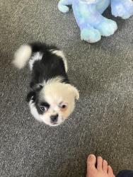 Lost Male Dog last seen Massachusetts and Jefferson Sts , Astatula, FL 34705
