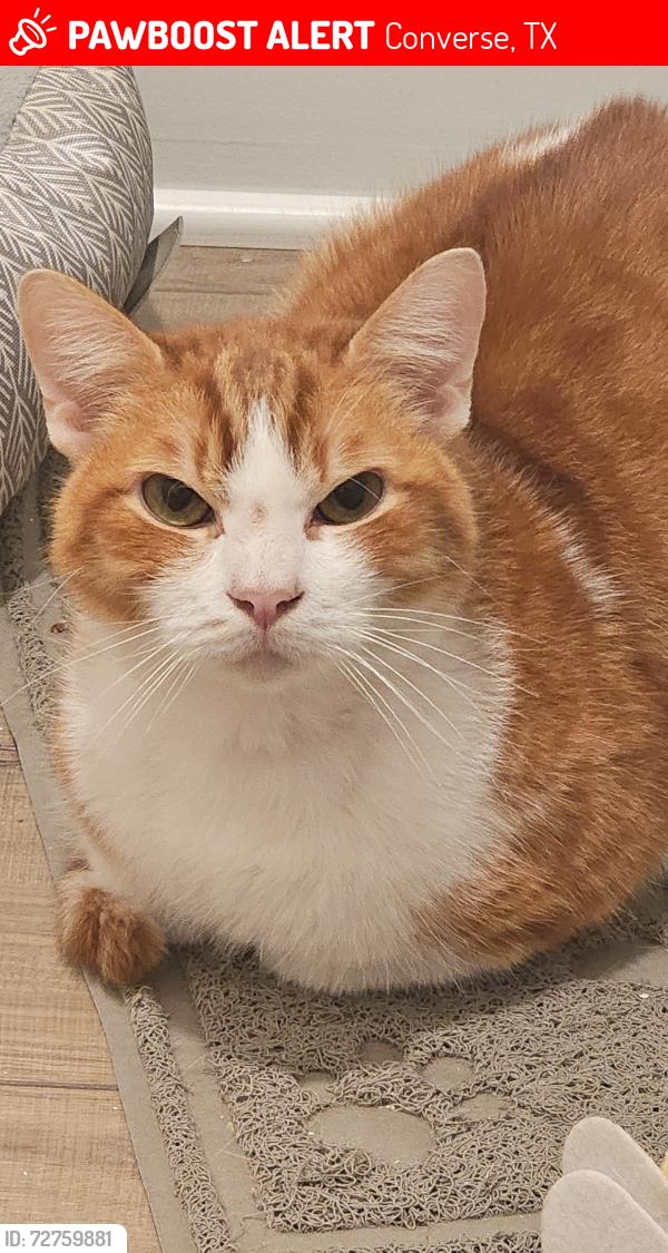 Lost Male Cat last seen Crestway Road  Converse, TX, Converse, TX 78109