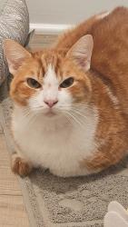Lost Male Cat last seen Crestway Road  Converse, TX, Converse, TX 78109