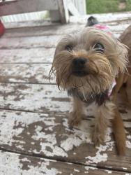 Lost Female Dog last seen Cedar st and W Houston st , Highlands, TX 77562