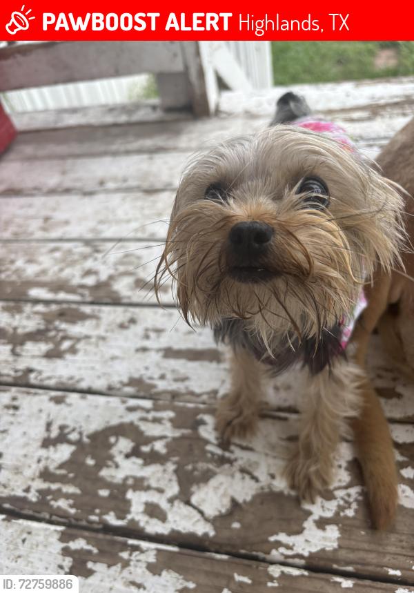 Lost Female Dog last seen Cedar st and W Houston st , Highlands, TX 77562