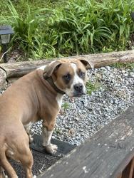 Found/Stray Male Dog last seen There are no cross sets near us, Sevierville, TN 37876