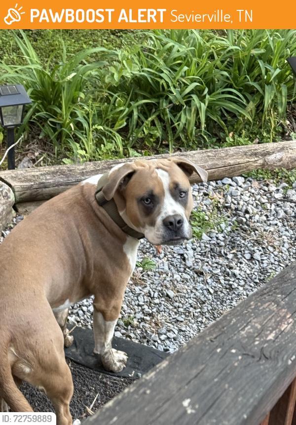 Found/Stray Male Dog last seen There are no cross sets near us, Sevierville, TN 37876