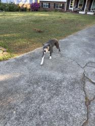Found/Stray Female Dog last seen Bruce way Sw, Lilburn, GA 30047
