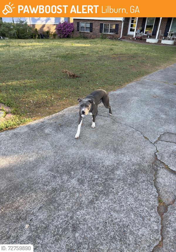 Found/Stray Female Dog last seen Bruce way Sw, Lilburn, GA 30047