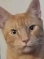 Lost Male Cat last seen Downtown Seneca, Seneca, SC 29672