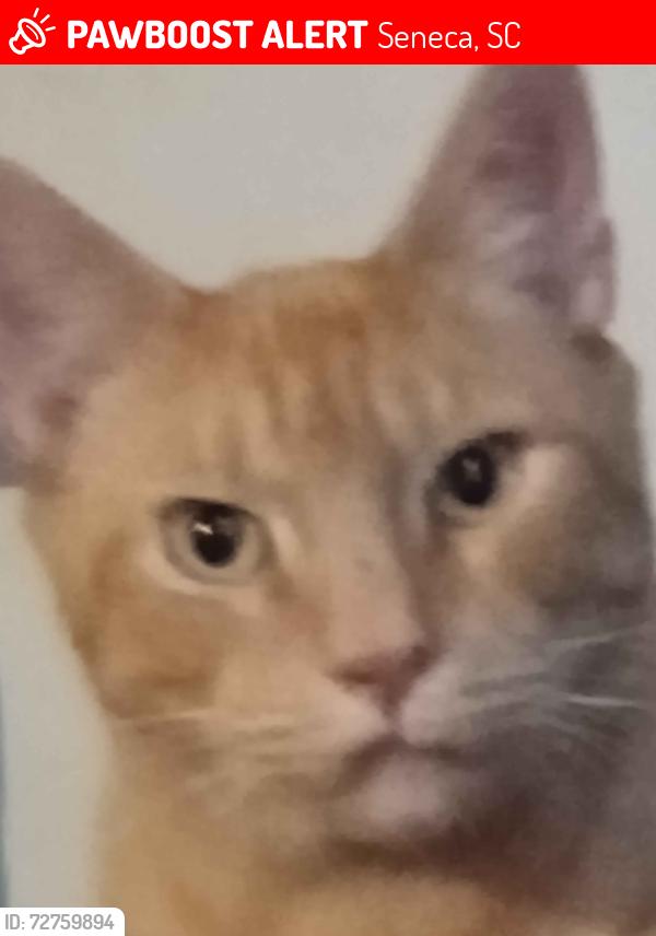 Lost Male Cat last seen Downtown Seneca, Seneca, SC 29672