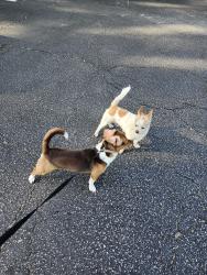 Found/Stray Male Dog last seen Garner High school , Garner, NC 27529