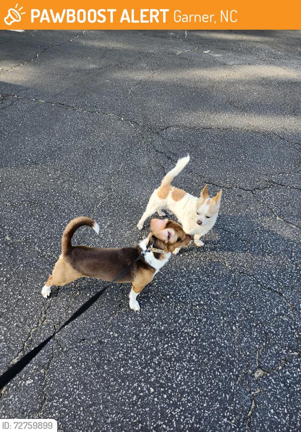Found/Stray Male Dog last seen Garner High school , Garner, NC 27529