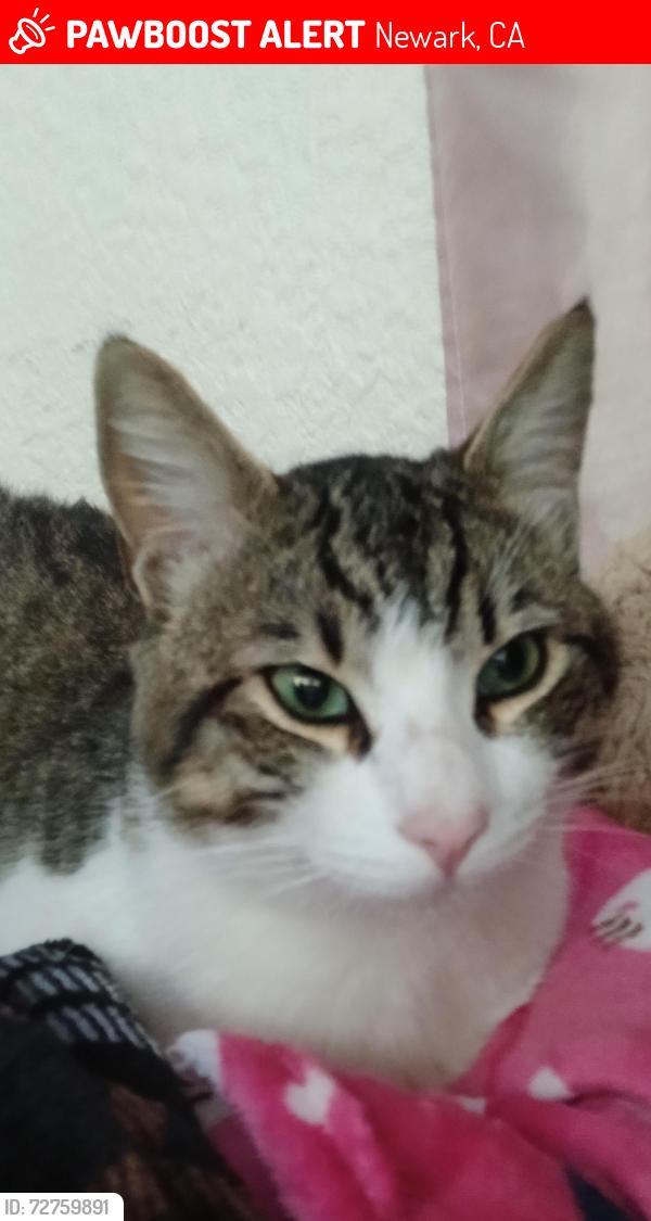 Lost Male Cat last seen Musick Park, Newark, CA 94560