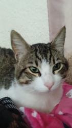 Lost Male Cat last seen Musick Park, Newark, CA 94560